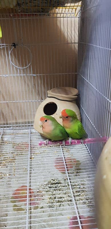 love birds 4