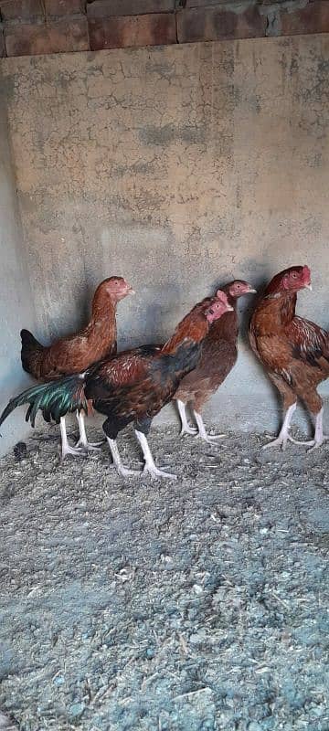 Aseel Mianwali Murgha and Murghi Available for sale 1