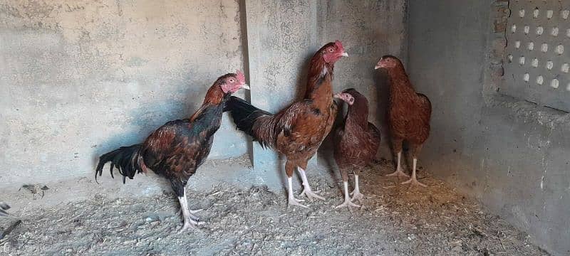 Aseel Mianwali Murgha and Murghi Available for sale 4