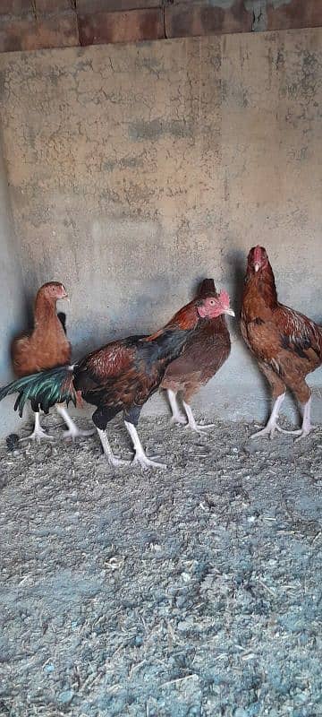 Aseel Mianwali Murgha and Murghi Available for sale 8