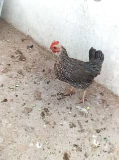 Golden Misri Hen For Sale