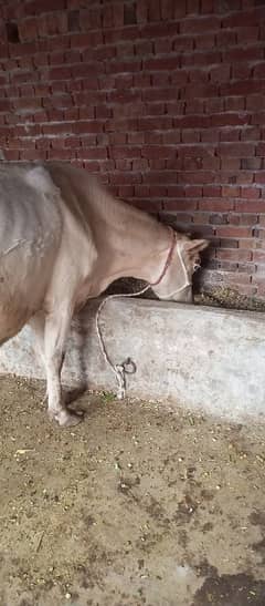 pure valati cow