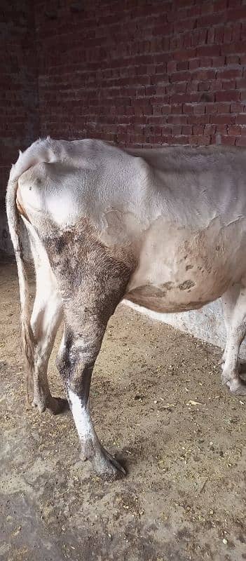 pure valati cow 1