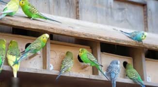 Australian Breeder parrot