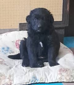 Long coat Female puppy black GSD