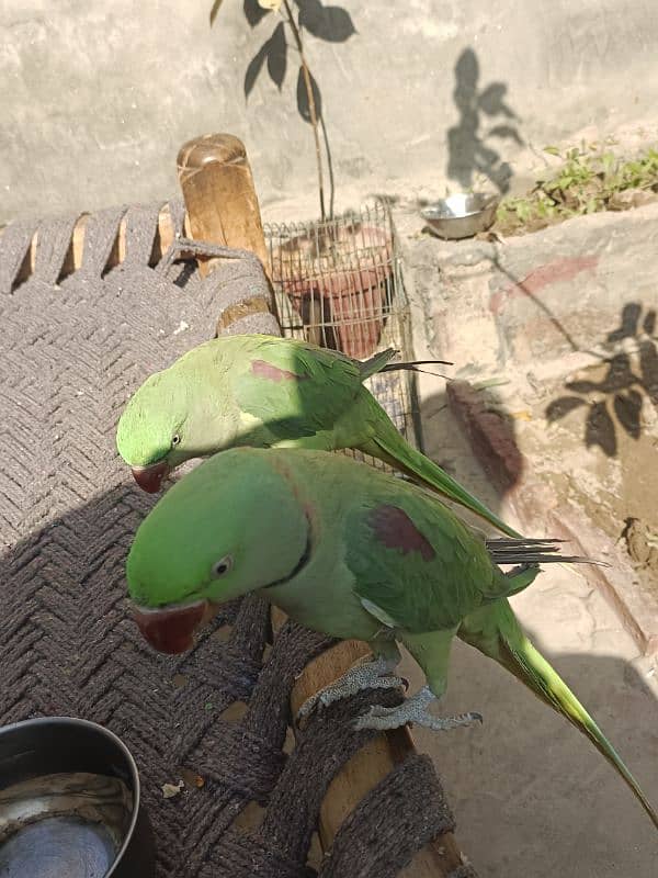 Raw parrot 0