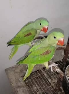 White and yellow ringneck breeder pairs looking for new shelter