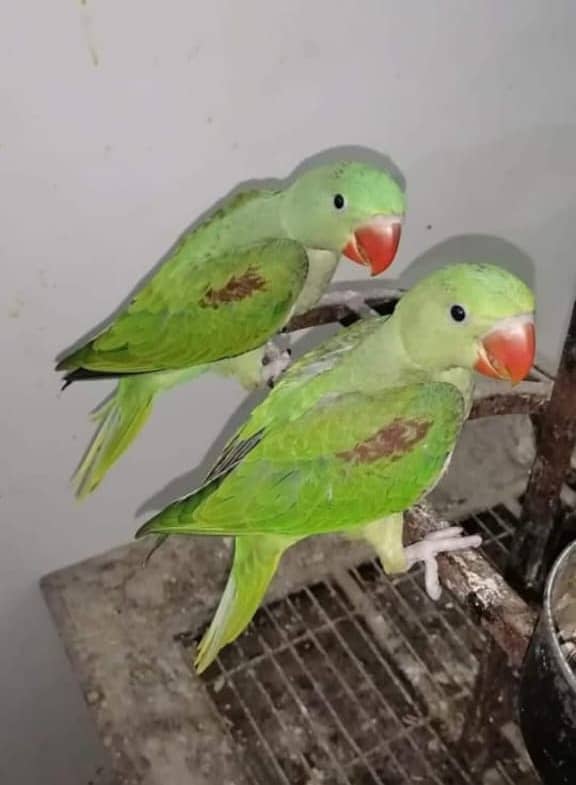 White and yellow ringneck breeder pairs looking for new shelter 0