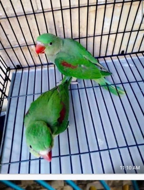 White and yellow ringneck breeder pairs looking for new shelter 1