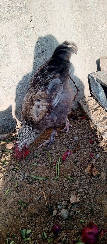 silkie silver buff breeding pair 0