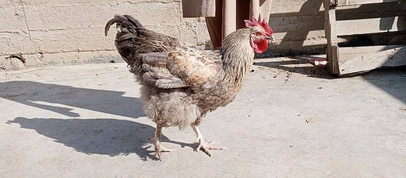 silkie silver buff breeding pair 1