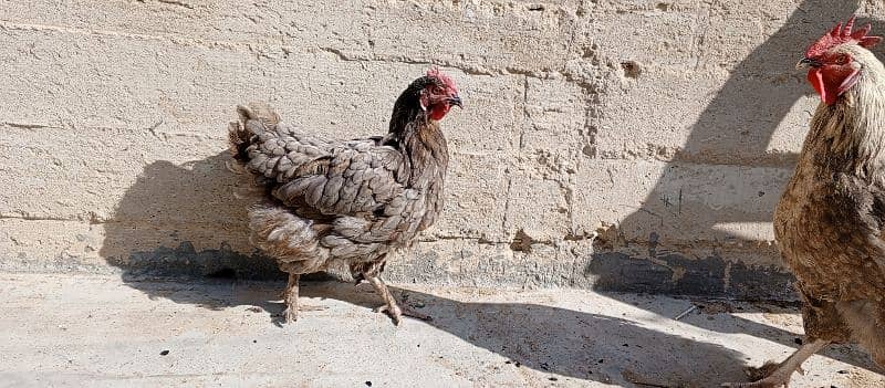 silkie silver buff breeding pair 2