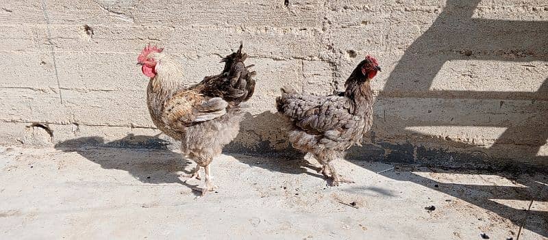 silkie silver buff breeding pair 3