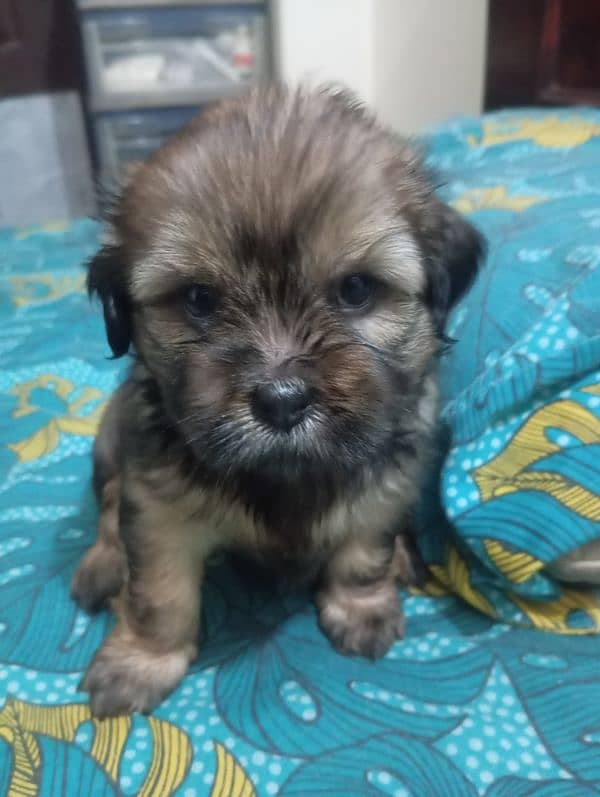 sitzu puppies available 6