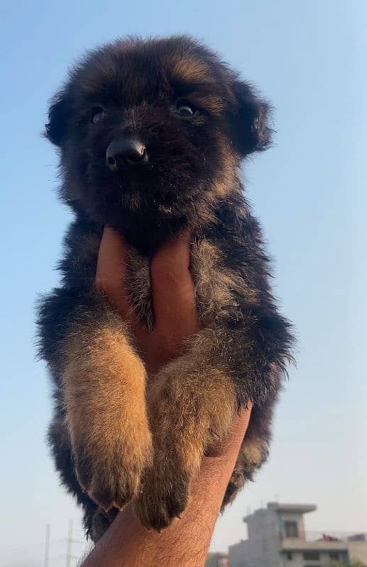 German Shepherd puppy gsd 0