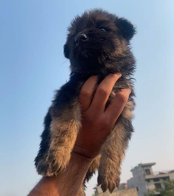 German Shepherd puppy gsd 1