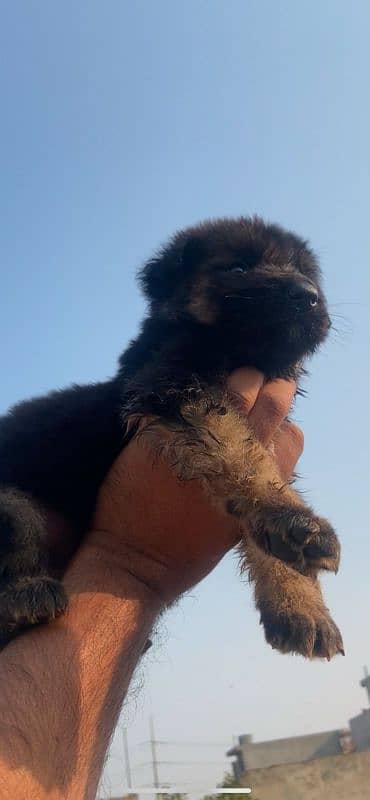 German Shepherd puppy gsd 2