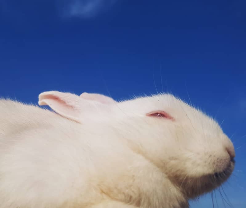 White and Red Eyes Rabbits Fashinable Beautiful and Nice 4