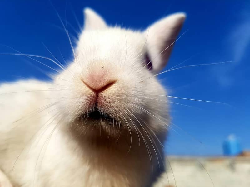 White and Red Eyes Rabbits Fashinable Beautiful and Nice 5