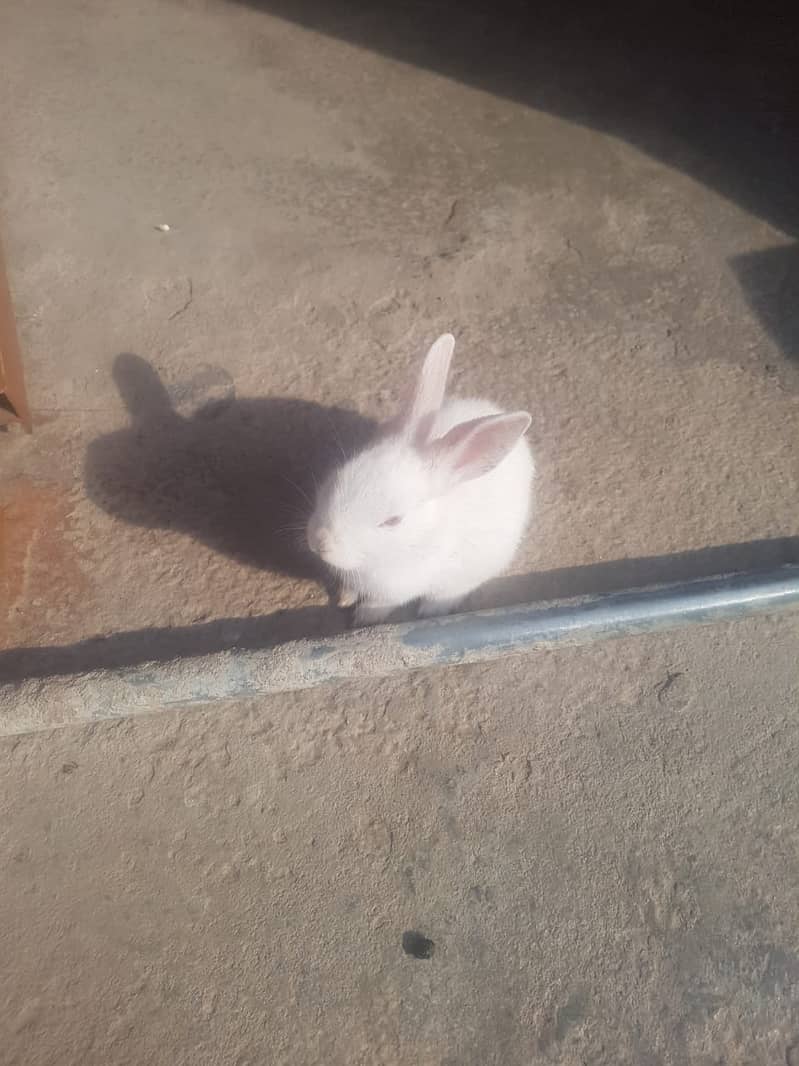 White and Red Eyes Rabbits Fashinable Beautiful and Nice 6