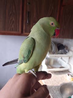 Hand tame parrot