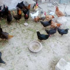 Astralope or Desi Mesri Egg laying hens for sale