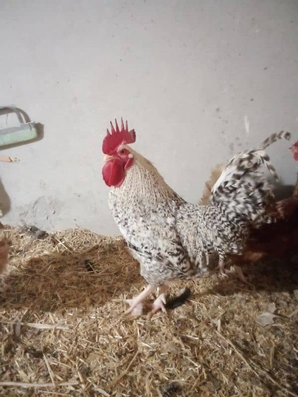 Plymouth rock rooster for sale 0