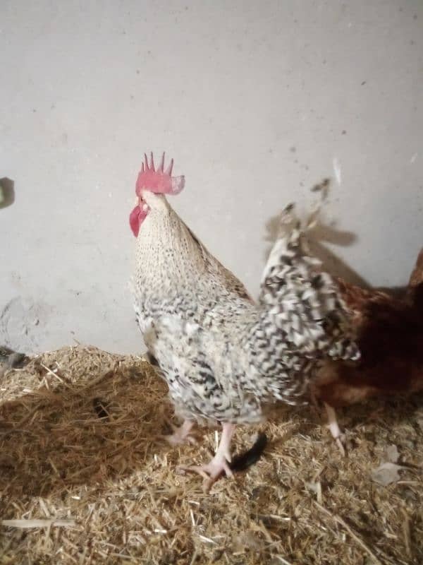 Plymouth rock rooster for sale 2