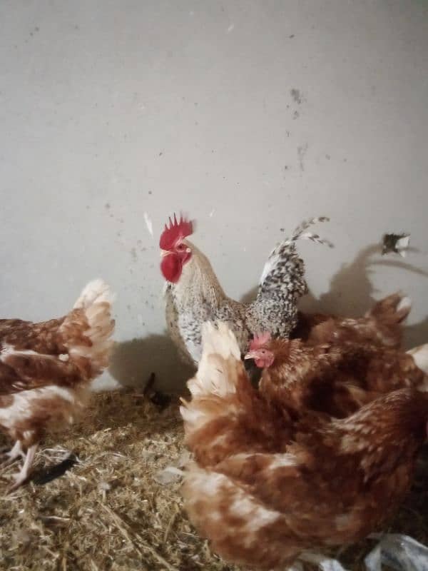 Plymouth rock rooster for sale 3