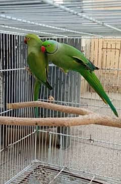 near to breed pair