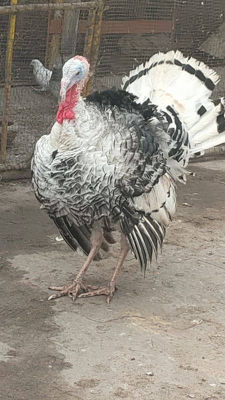 turkey male for sale 0