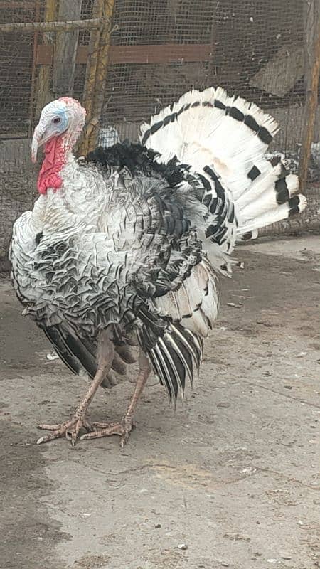 turkey male for sale 1