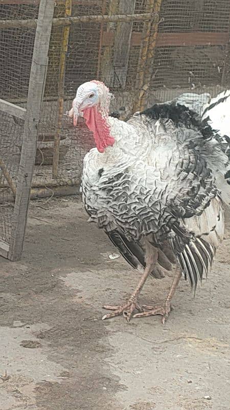 turkey male for sale 2