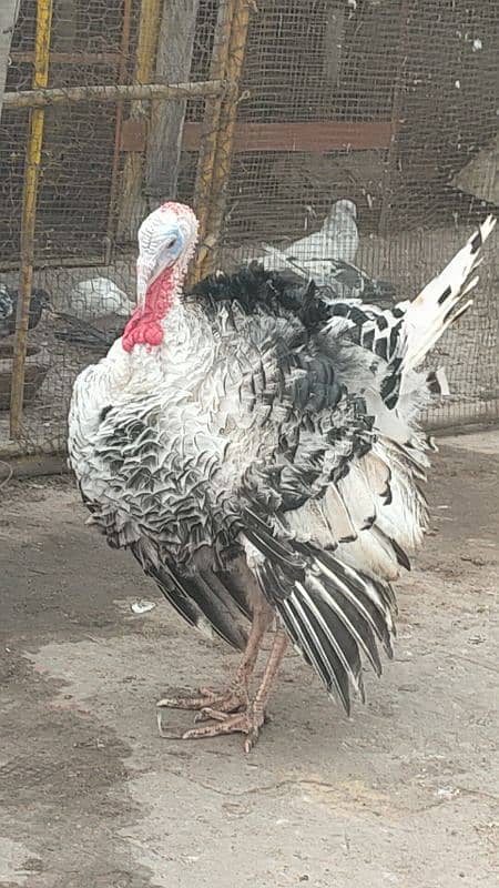 turkey male for sale 3