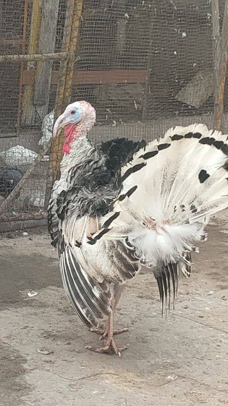 turkey male for sale 4