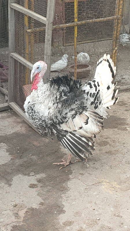 turkey male for sale 5