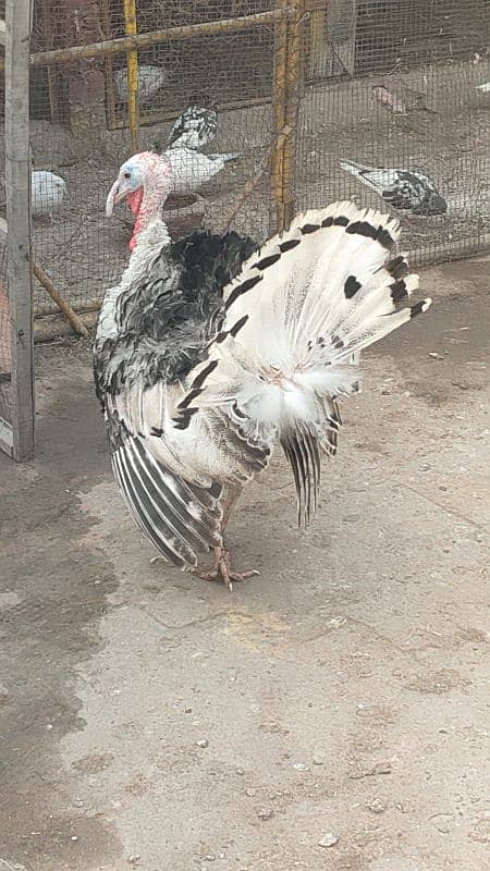 turkey male for sale 6