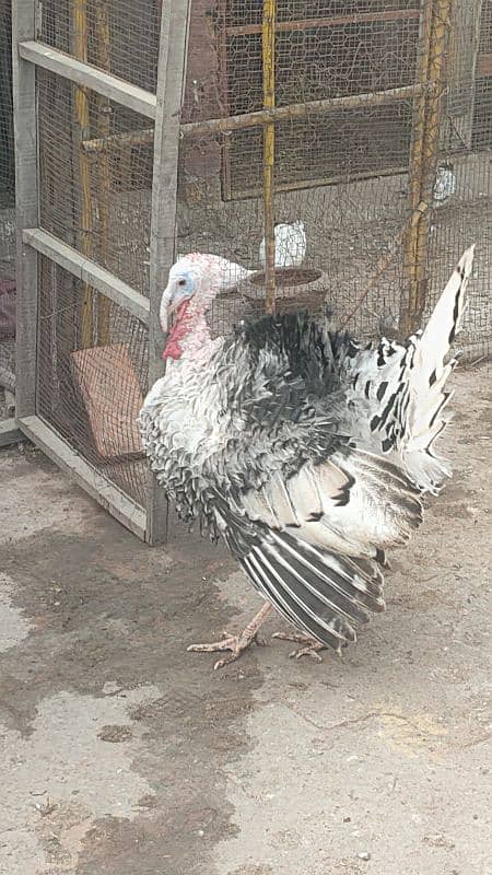 turkey male for sale 7