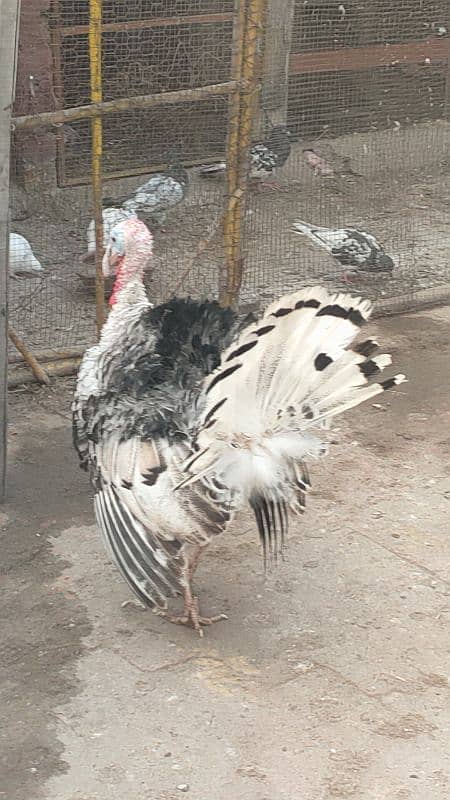 turkey male for sale 8