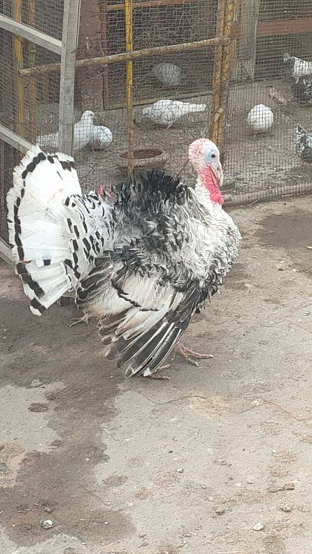 turkey male for sale 9