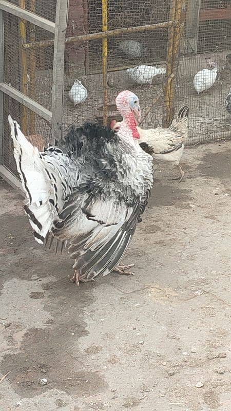 turkey male for sale 10