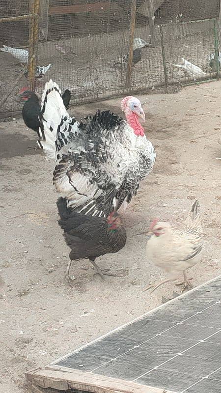 turkey male for sale 11