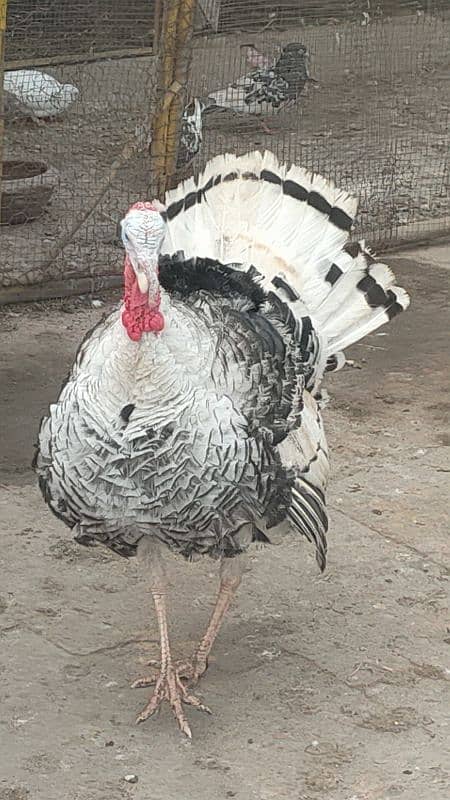 turkey male for sale 12