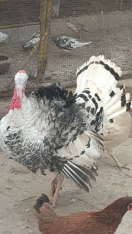 turkey male for sale 13