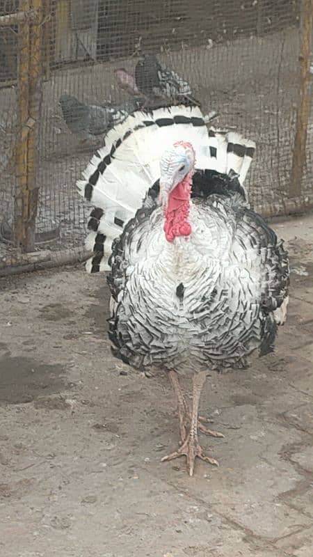 turkey male for sale 14