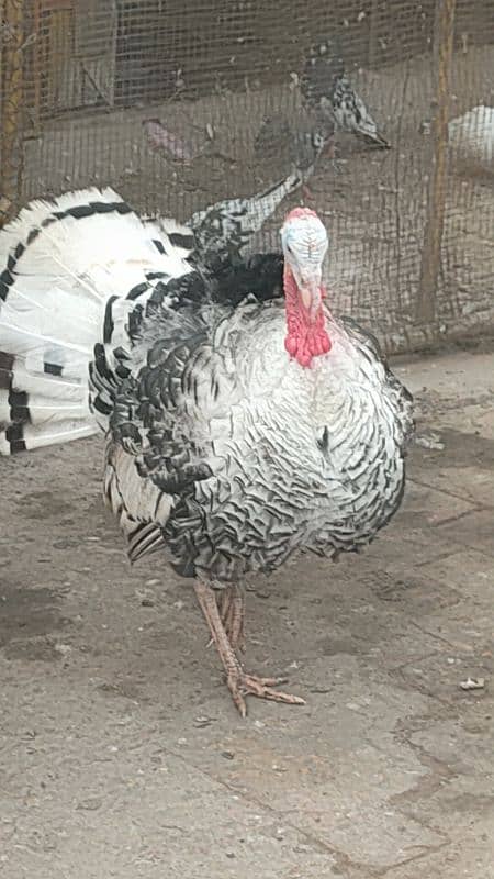 turkey male for sale 15