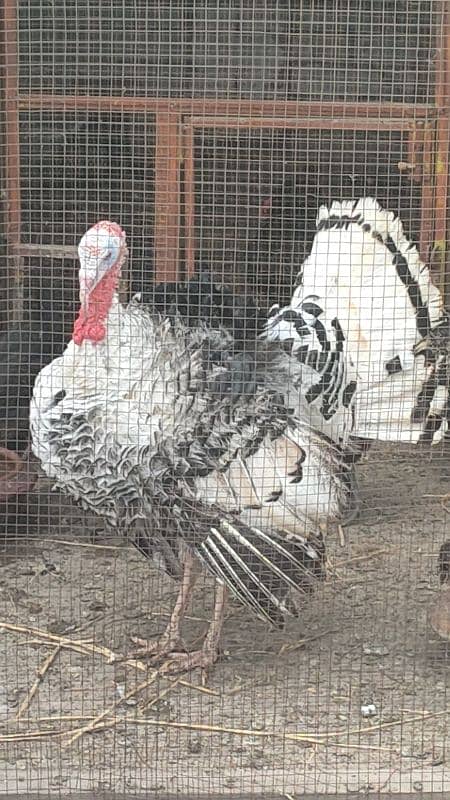 turkey male for sale 16