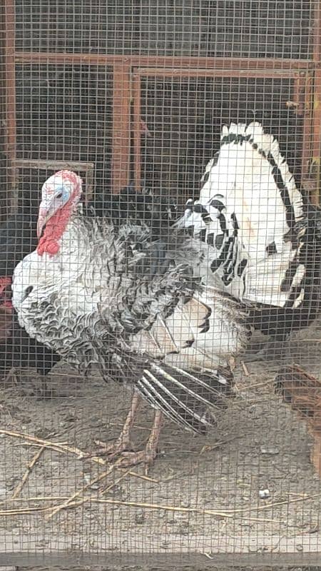 turkey male for sale 17