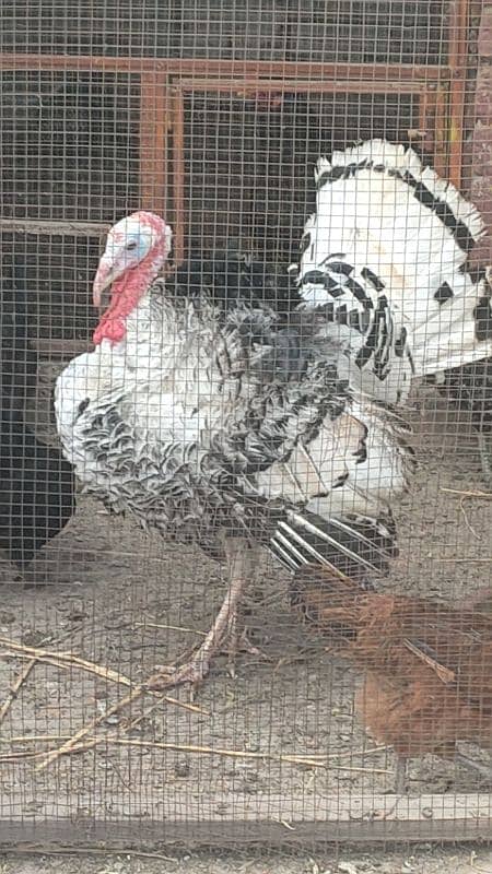 turkey male for sale 18