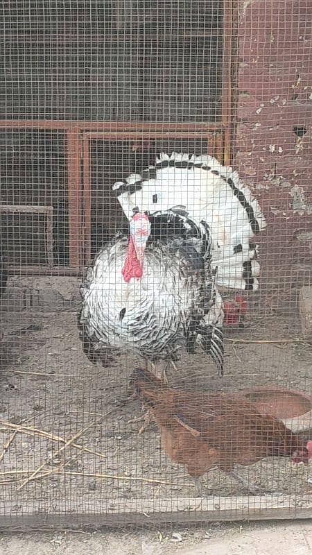 turkey male for sale 19